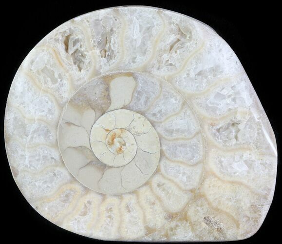 Cut and Polished Lower Jurassic Ammonite - England #62579